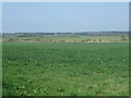NZ1068 : Crop field near Whitchester by JThomas