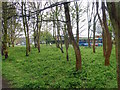 Public Woodland adjacent to the Waggonways