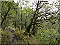 Woodland path to Henrhyd Falls