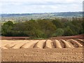 Potato field