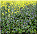 Flowering oilseed rape and Forget-me-nots