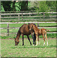 TF8100 : Mare and foal by Westgate Farm, Hilborough by Evelyn Simak