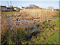 Pond dipping platform and reed beds