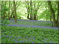 Bluebells in a woodland shaw