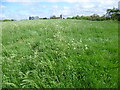 Looking towards All Saints Church, Birling