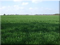 Crop field near Eachwick