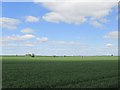 Wheatfields near Ragnall.