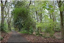 SJ8445 : Newcastle-under-Lyme: woodland off Priory Road by Jonathan Hutchins