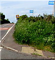 Vote placards in a hedge, Peterstow