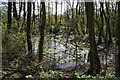 Pond in Brickpit Plantation, Warren Farm