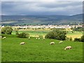 Sheep, Nithsdale