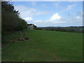 Grazing beside woodland, Sionside