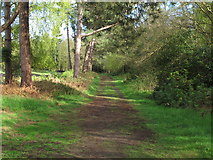 TM4664 : Track in Sizewell Belts Nature Reserve by Roger Jones