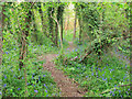 Bluebell path, Leavenheath