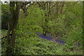 TQ4659 : Bluebells in Long Bottoms Shaw by Christopher Hilton