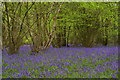 TQ4659 : Bluebells in Birches Croft by Christopher Hilton