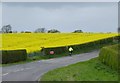 Oil seed rape beside the Glororum road