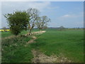 Crop  field and trees