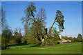 Damaged tree in Denston Park