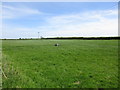 Grass field by the chapel, Ruskington Fen