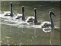 Four young mute swans