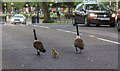 Canada Geese, Church Street, Enfield