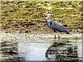 SD7808 : Grey Heron; Manchester, Bolton and Bury Canal by David Dixon