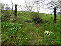 Greater stitchwort and primroses, Kilskeery Glebe