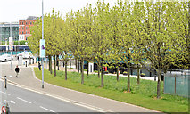 J3474 : Trees, Queen's Quay, Belfast (May 2015) by Albert Bridge