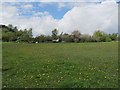 Meadow with dandelions, Astbury Mere Country Park