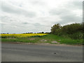 TL9777 : More Oilseed rape at Barningham by Adrian S Pye