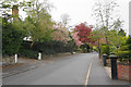 Leafy suburbs with blossom