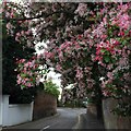 Fruit blossom on West End