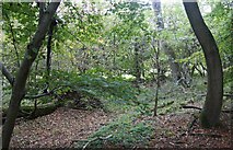 SU5441 : Margins of Embley Wood by Mr Ignavy