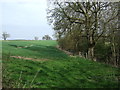 Crop field and woodland