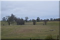 Farmland west of Whittington