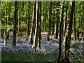 Bluebells in Dowdell