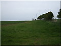 Crop field and hedgerow, Lilliestead