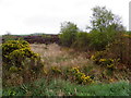 Bogland at Esker