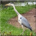 Heron by the Peak Forest Canal