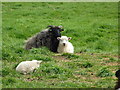 Ewe and Lamb