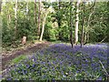 SU5775 : Path and bluebells, Ashampstead Common by don cload