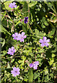 Hedgerow Cranesbill