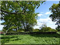 The Rolleston family graves are behind these holly bushes