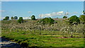 More orchards at Ford House Farm