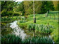 Pond alongside Whitehouse Lane, 1