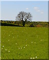 Dandelion field, Letcombe Regis, Oxfordshire