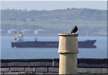J5082 : Blackbird, Bangor by Rossographer