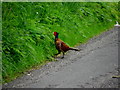 H4767 : Cock pheasant, Drumconnelly Road by Kenneth  Allen