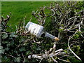 Whiskey bottle in a hedge, Mullaghmore